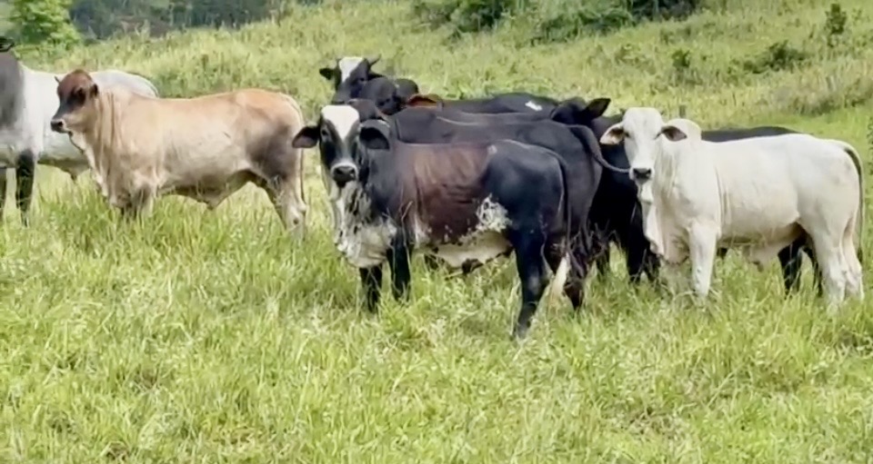 Rebanho diversificado de bovinos de corte em pastagem