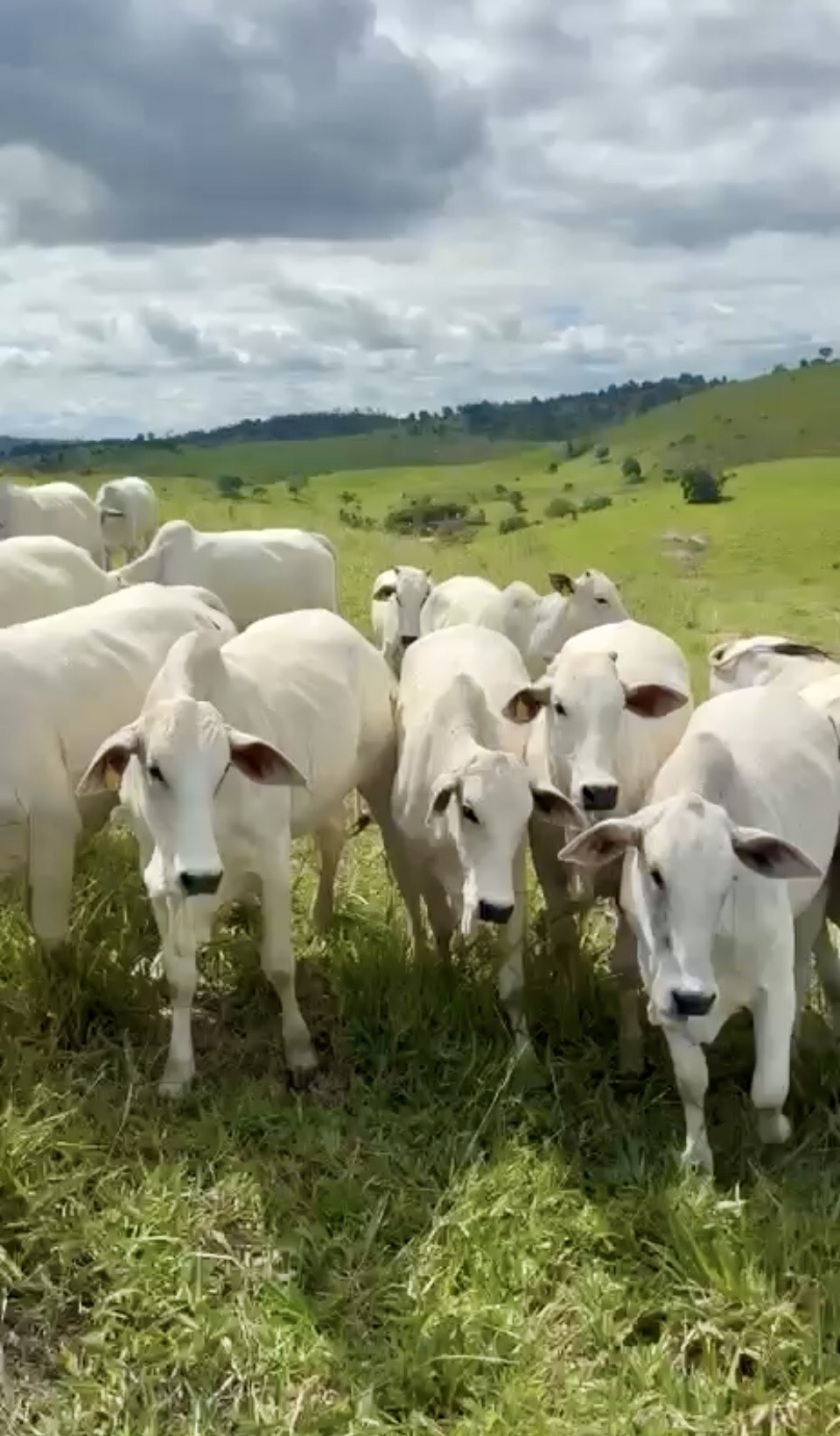 Rebanho Nelore em pastagem, com a paisagem da fazenda ao fundo